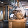 Les ammonites affichent au Musée du Somerset, avec des informations pertinentes montrées sur le support d'étiquette Pinnacle.